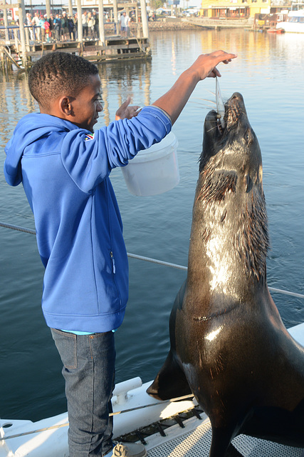 Namibia, Feeding the Brown Fur Seal in Walvis Bay