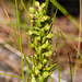 Long-bract Green Orchis / Coeloglossum/Habenaria viride