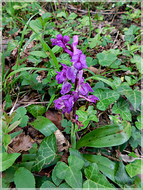 Dans les bois: Orchidée sauvage