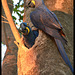 Arara Azul/ Hyacinth Macaws