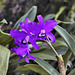 Purple Orchids – Orchid House, Princess of Wales Conservatory, Kew Gardens, Richmond upon Thames, London, England