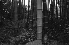 Bamboo bush
