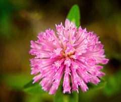Auch das Wiesenklee ist eine Schönheit :))  The meadow clover is also a beauty :))  Le trèfle des prés est aussi une beauté :))