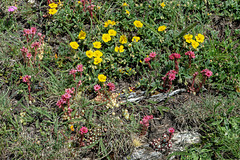 Sempervivum arachnoideum subsp. arachnoideum