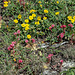 Sempervivum arachnoideum subsp. arachnoideum