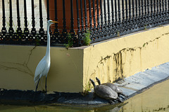 Dominican Republic, The Great White Heron and Two Turtles