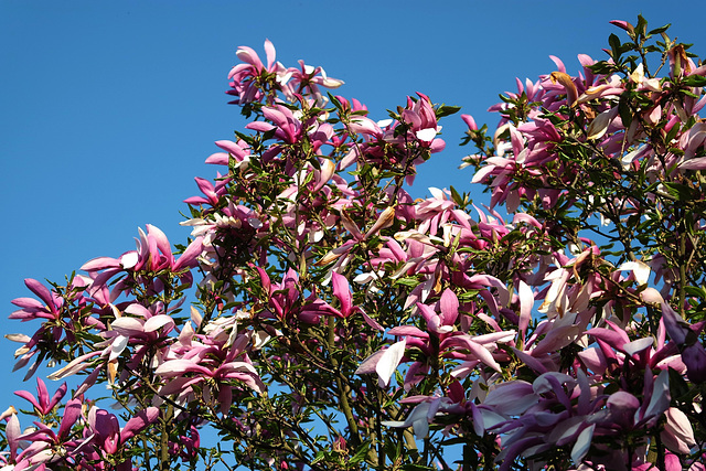 Le magnolia du jardin