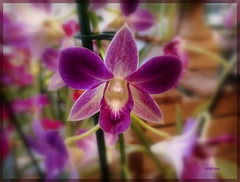 Orchidée dendrobium...............Belle journée de mercredi !