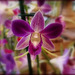 Orchidée dendrobium...............Belle journée de mercredi !