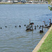 Black Swans On Albert Park Lake
