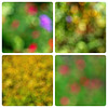 Garden Abstracts