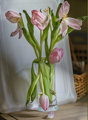 Supermarket tulips