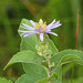 Aster sp. (Smooth Blue Aster?)