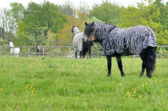 Horse or zebra?