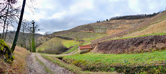 P1360158- Les vignes du Cerdon vers Poncieux - Rando vignes Cerdon.  31 janvier 2021