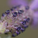 Lavandula stoechas, ssp. luisieri