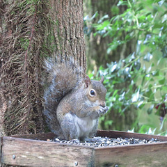 Gray squirrel eating sunflower seeds