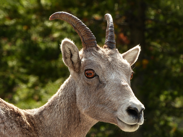 Bighorn Sheep - she's a beauty