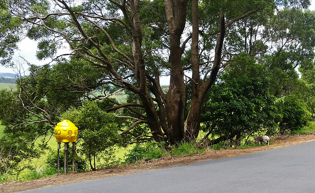 koala by our driveway