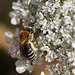 Pointy Bum Bee Needs ID (3)