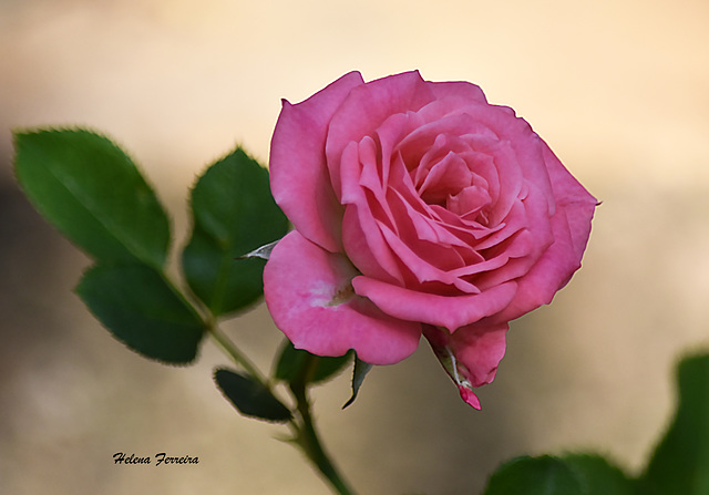 Mini pink rose.