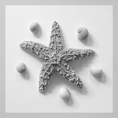Starfish and Sea Shells