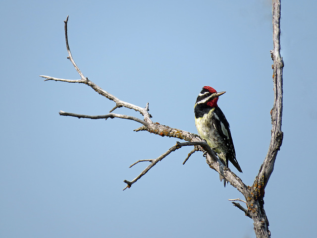 Yellow-bellied Sapsucker, adult male