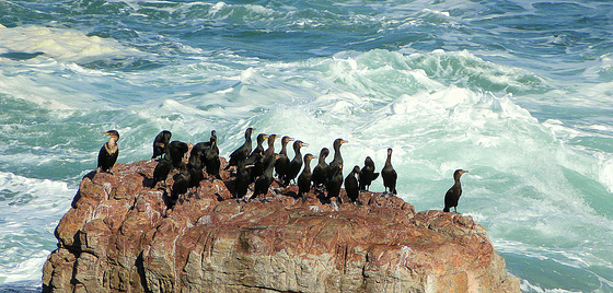 Cape cormorants (and one White-Breasted cormorant)