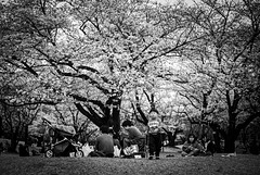 Under full-bloomed cherry blossoms