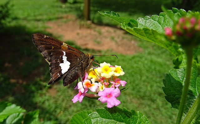 Silver-Spotted Skipper (Epargyreus clarus) & a tiny Crab Spider !