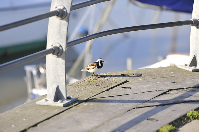 HFF from a Turnstone at Titchfield Harbour, nr Lee on Solent