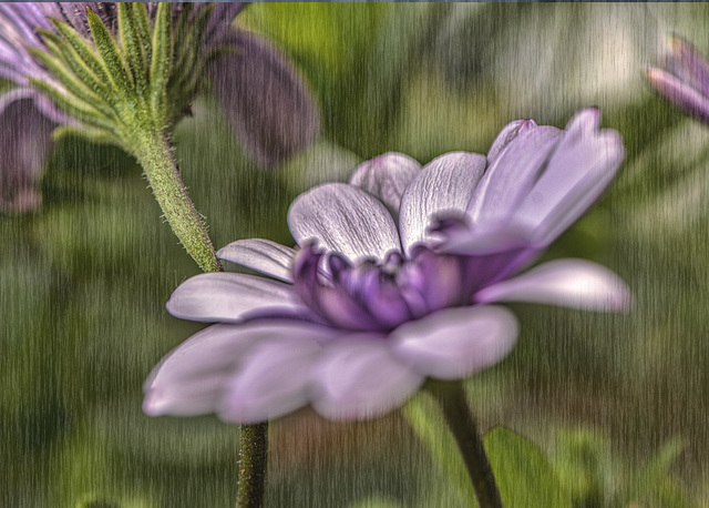 purpleflowernoframe