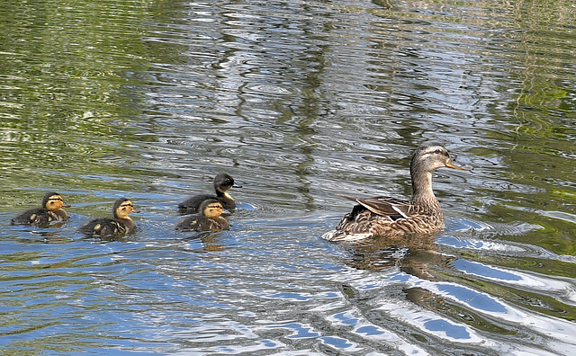 Family swim.