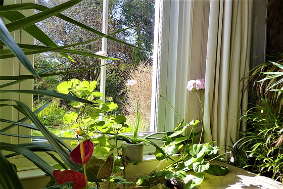 The window faces the sun - perfect for flowers