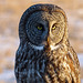 Great Gray Owl in early morning sunlight