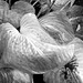 Frosted hosta