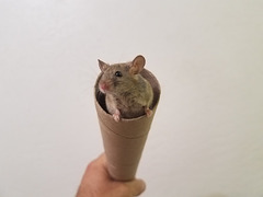 Mouse Flavored Push Up Popsicle