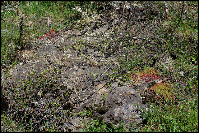 Prunellier sur rocher