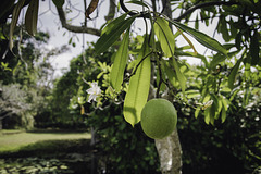 Unknown fruit, hanging like a testicle