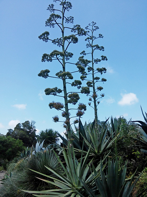 such giant inflorescences of agave