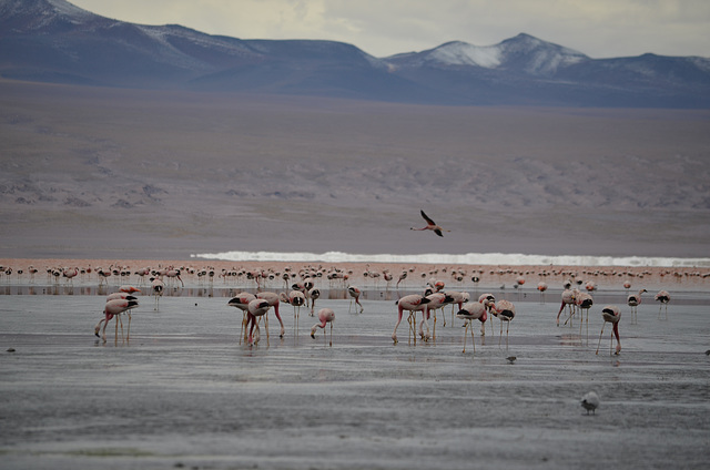 Bolivian Altiplano, Flamingos on the Laguna Colorada