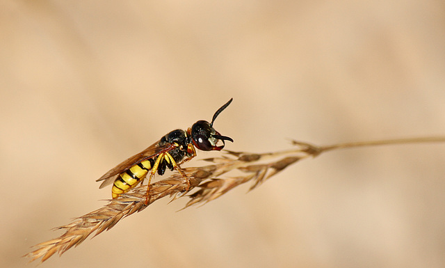 Little Wasp or Bee