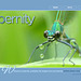 ipernity homepage with #1339