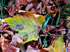 1 (96)..austria herbst autumn