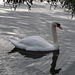 Swan on the Isle