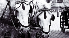 two patient horses