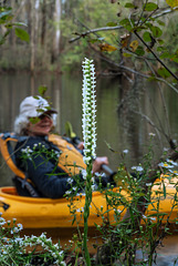 Diane in her kayak with Spiranthes odorata (Fragrant Ladies'-tresses orchid)