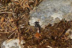 Red Bum Wasp Needs ID