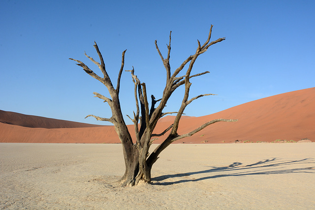 Namibia, Ancient Dried up Tree in Deadvlei