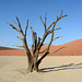 Namibia, Ancient Dried up Tree in Deadvlei
